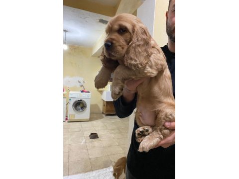 Cocker yavrularımız yeni ailesini beklemekte