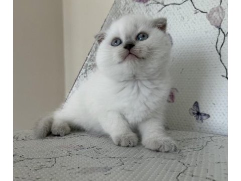 Bal küpü blue point scottish fold bebekler