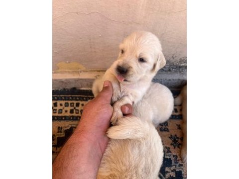 25 günlük golden retriever yavruları