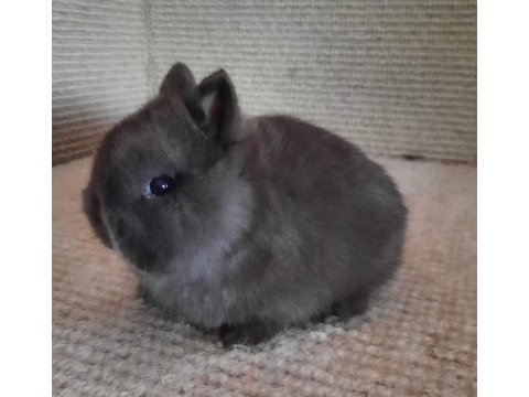 Cüce tavşan yavrusu (seyfullah sevimli kalitesi)
