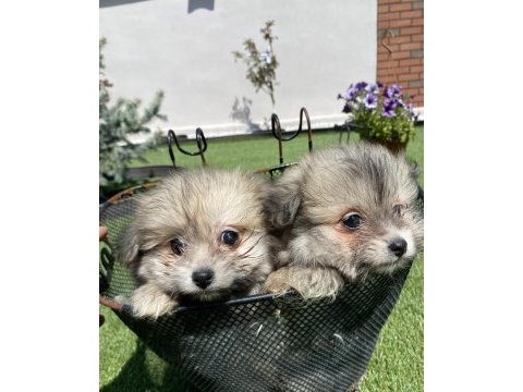 Pomerian ve maltese yavrular