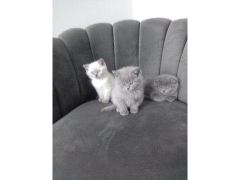3 erkek kedimiz teslime hazır