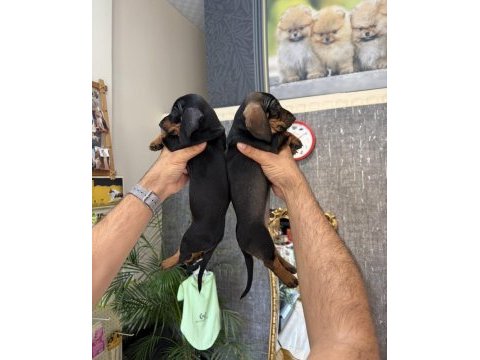 Dachshund sosis yavrular