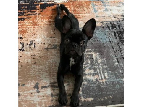Minik french bulldog