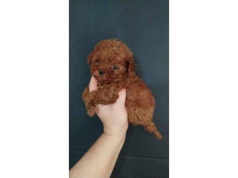 Orjinal her boy toy poodle bebekler