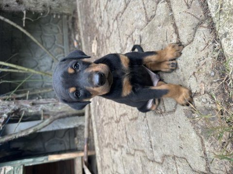 Yavru doberman safkan