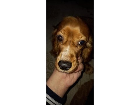 İngiliz cocker kızımız şans