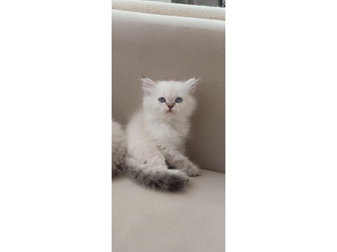 British longhair kardeşler
