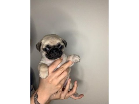 A kalite pug yavrular için mesaj atınız
