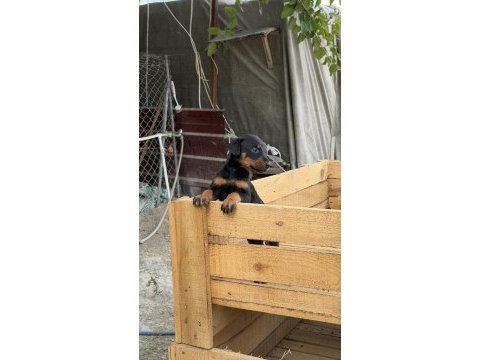 Üst seviye doberman yavruları