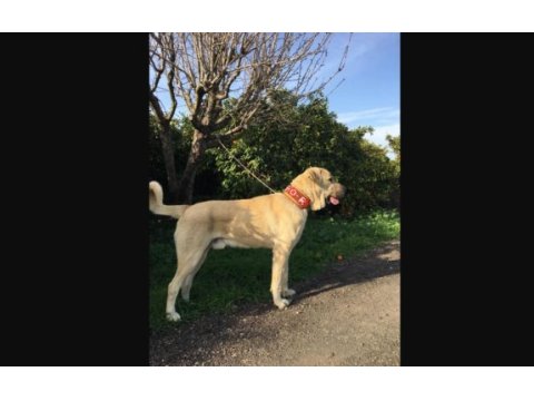 Anadolu çoban köpeği kangal