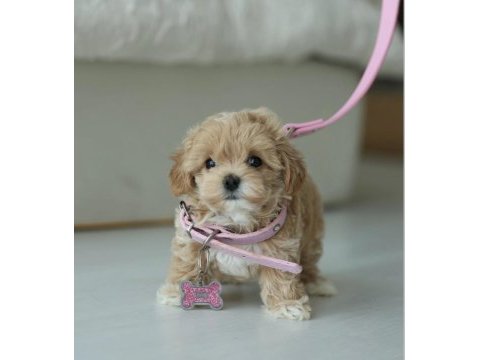 Micro boy teddy bear maltipoo