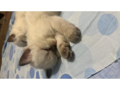 British blue point siyam kırması yavru acil yuva