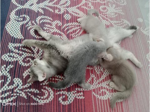 Ücretsiz british shorthair kedimiz