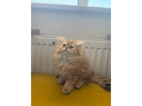 British longhair dişi kedimiz