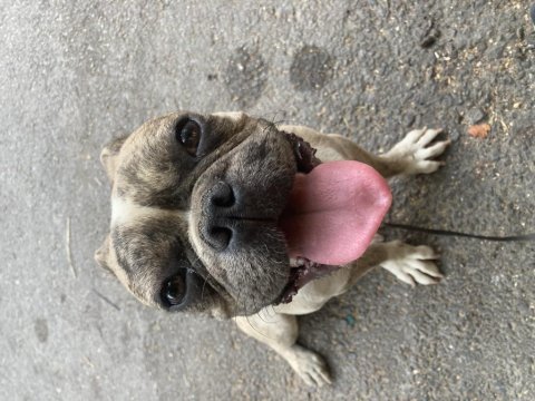 1 yaşında french bulldog yuvasını arıyor