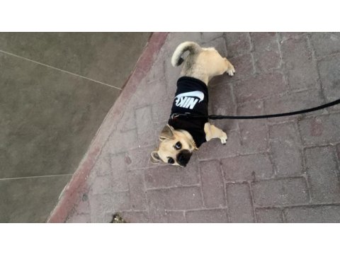Aşıları tam 7 aylık pug yavrusu