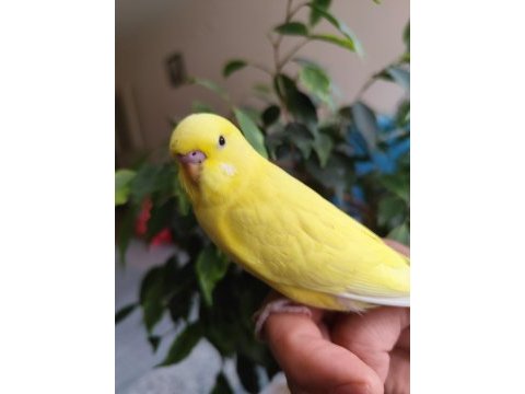 Yeni yeme düşen albino yavru muhabbet kuşu