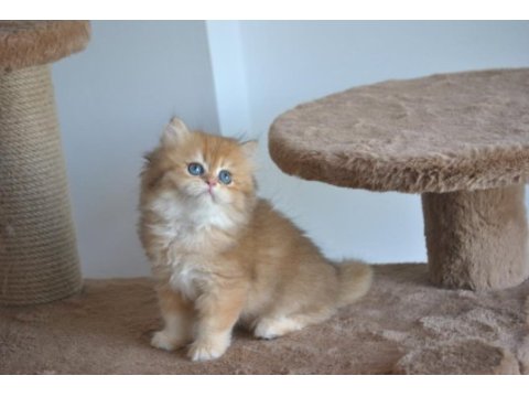 Safkan golden british longhair bebekler 2 aylık
