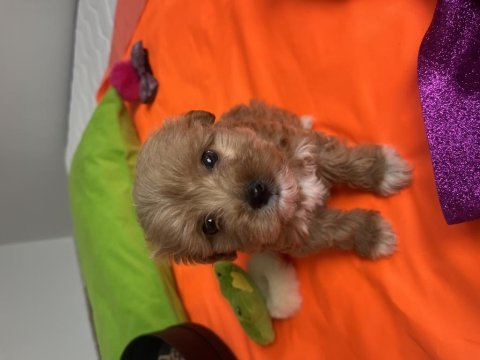 Poodle ayarında maltipoo yavrularımız