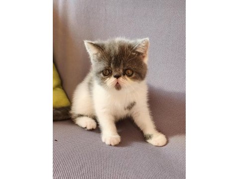 Kusursuz exotic shorthair bebekler