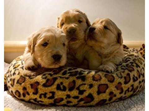 Bebek yüzlü golden retriever yavrular