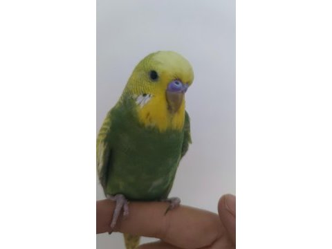 Yavru muhabbet kuşu