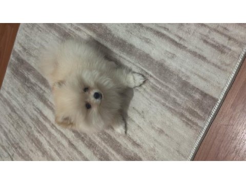 Pomeranian 3.5 aylık