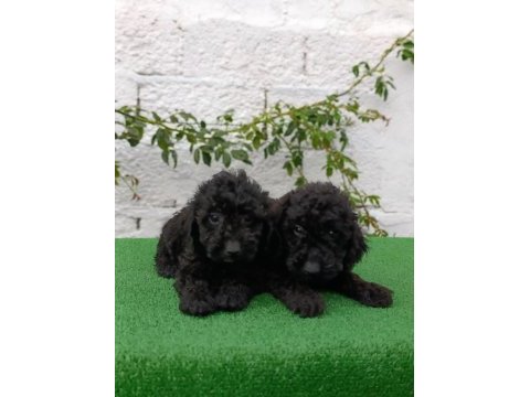 Siyah poodle yavrularımız