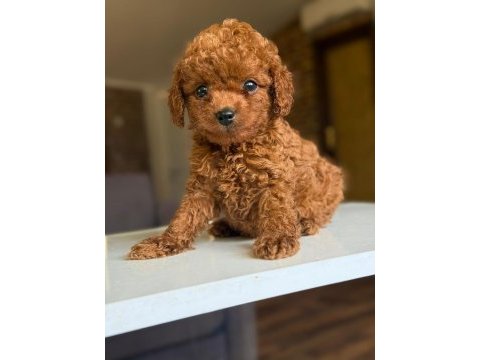 Orjinal teacüp poodle yavrumuz 
