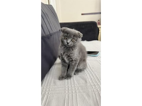 2.5 aylık dişi kedimiz