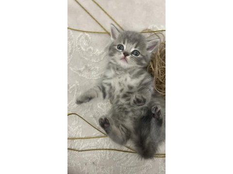 Anne baba british shorthair