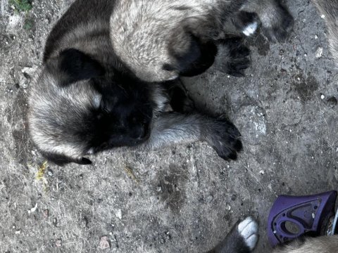Dev ırk anadolu çoban köpeği