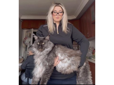 Tescilli en büyük maine coon kor un yavruları