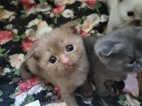 İki renk kahverengi beyaz mavi göz scottish fold yavrular