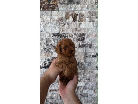 Irk ve sağlık garantili kısa bacak teacup poodle yavrular