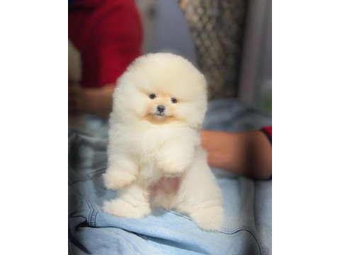 Krem renk pomeranian