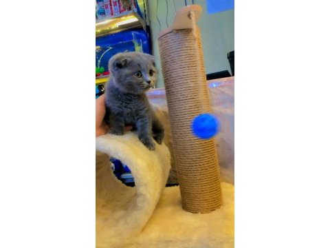 Safkan scottish fold yavrular