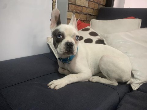 Yakışıklı french bulldog