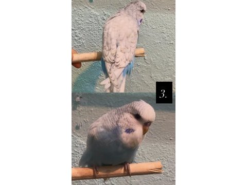35 günlük ele alıştırmalık jumbo kuşlar