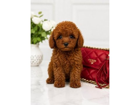 Red brown minyatür toy poodle yavrular