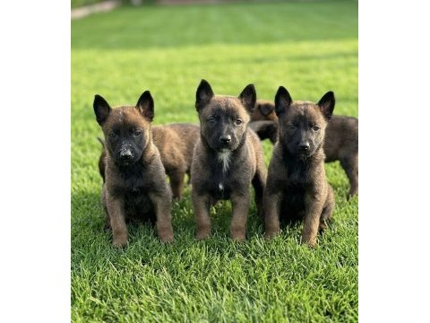Belçika malinois yavrular