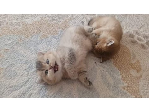 2 aylık golden ny11 british shorthair yavruları
