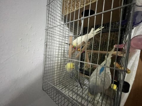 2 çift muhabbet kuşu