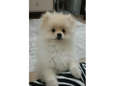 Pomeranian erkek