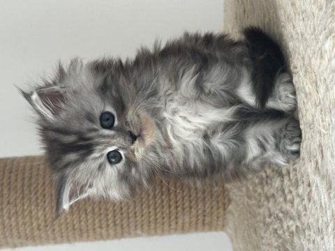 Tablo gibi güzel bir kız saf kan maine coon