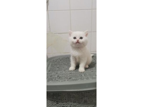 Teslime hazır bebek british shorthair