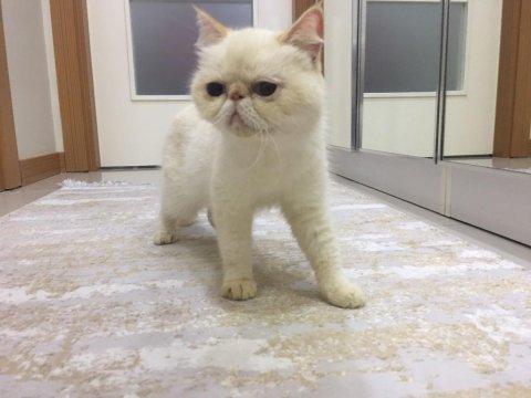 Dişi kedimiz mia yı sahiplendiriyoruz