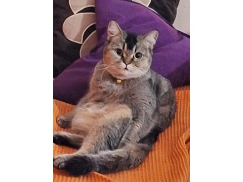 Dişi british shorthair kedime damat arıyoruz