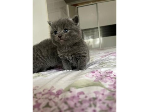 British shorthair bebekler